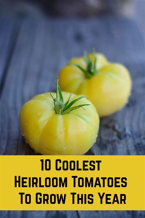 10 Coolest Heirloom Tomatoes To Grow This Year In 2020 Heirloom