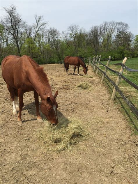 Horses Eating Hay Stock Image Image Of Pasture Mare 53393607