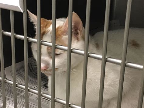 Jackson Co Shelter Urges Spay And Neutering After Cats Euthanized Wlos