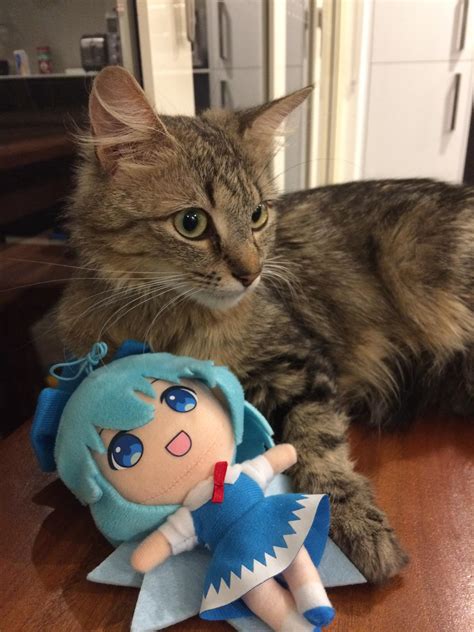 Urinary tract infections (utis) are very uncommon in cats. My cat has a waifu now. : touhou