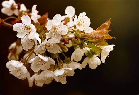 3840x2636 Beautiful Bloom Blooming Blossom Blossoms Blur Branch