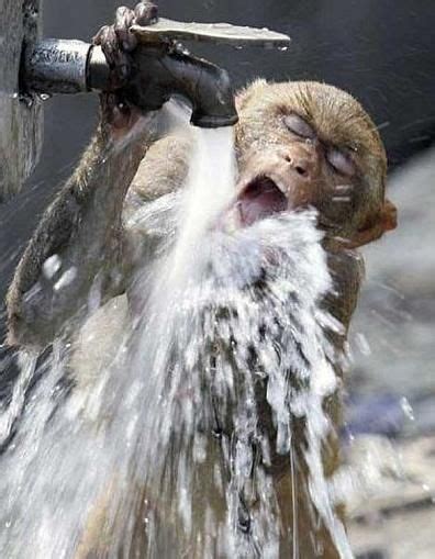 Monkey Shower Monkeys Funny Funny Animal Images Funny Animal Pictures
