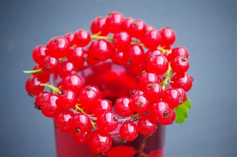Free Images Red Berry Seedless Fruit Flower Food Zante Currant