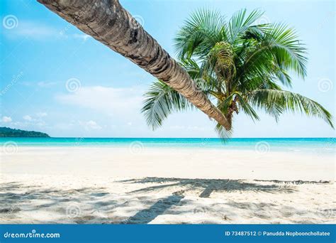 Coconut Tree At The White Sand Beach And Aqua Sea Water Stock Photo
