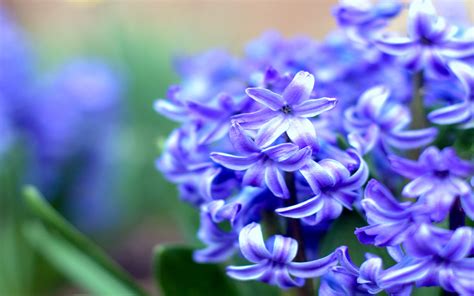 Purple Hyacinth Hd Desktop Wallpapers 4k Hd
