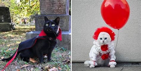 Cats That Are Absolutely Slaying Their Costumes This Halloween