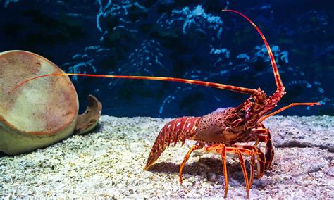 When solving one of his cases, mok meets insurance agent wai (ada choi). How to Catch a Lobster - AquaViews