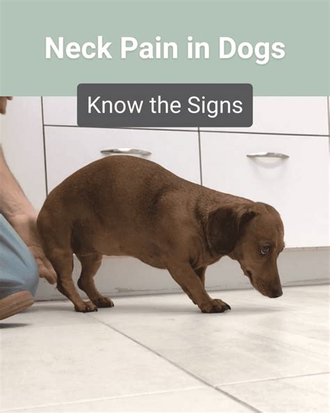 What Are Signs Of Neck Pain In Dogs Southeast Veterinary Neurology