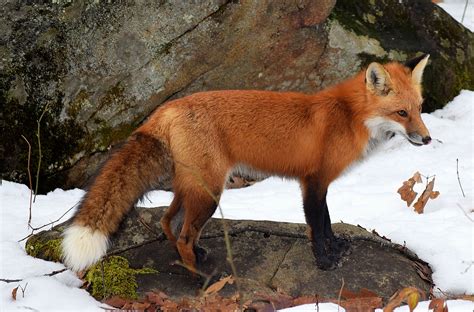 Creature Feature Red Fox Natural Resources Council Of Maine