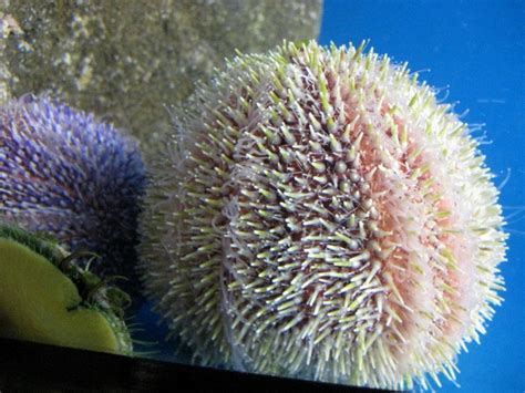 Class Echinoidea Sea Urchin Bowsawblogger Flickr
