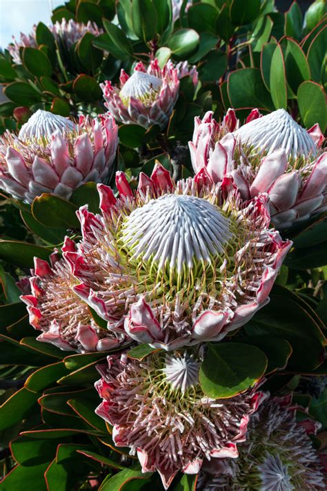 South Africas Pride And Joy Fascinating Facts About The Protea Flower