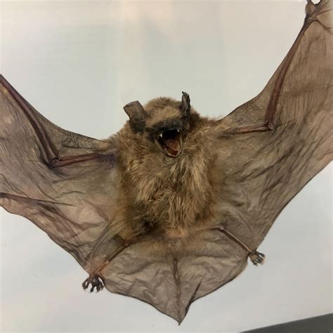 Taxidermy Bat In Black Wood Frame Etsy