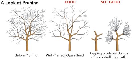 General Guidelines On Tree Pruning Forestrypedia