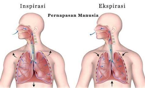 Ketika otot ini berkontraksi, maka rongga dada akan mengembang dan membuat tekanan di dalamnya menjadi berkurang. Jelaskan Mekanisme Inspirasi Dan Ekspirasi Pada Sistem ...