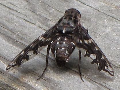 Tiger Bee Fly Xenox Tigrinus Bugguide Net
