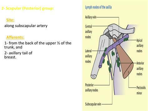 Ppt Lymphatic System And Axillary Lymph Nodes Powerpoint Presentation