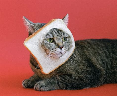 Breaded Cats