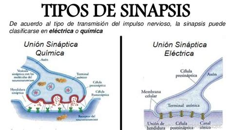 Proceso De Sinapsis Y Neurotransmisores