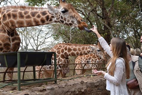 Feed Giraffes At The Giraffe Center In Nairobi Daydreaming Travels