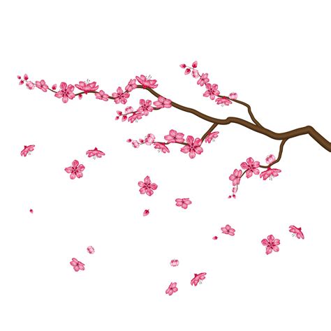Sakura Blossom Flowers Isolated On White Background 1950081 Vector Art