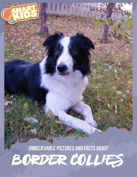 Unbelievable Pictures And Facts About Border Collies Kindle Edition