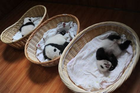 Baby Pandas In Baskets Are Your Daily Cuteness Delivery Huffpost Good