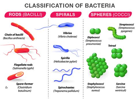 Bacteria Structureclassificationreproduction And Its Benefits