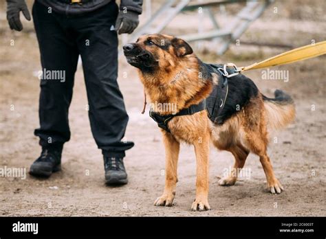 Police Dog Barking High Resolution Stock Photography And Images Alamy