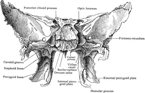 Sphenoid Bone From Behind Clipart Etc