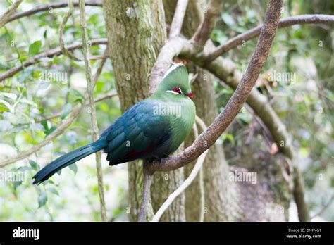 Picture Of Knysna Lourie In Tree Stock Photo Alamy