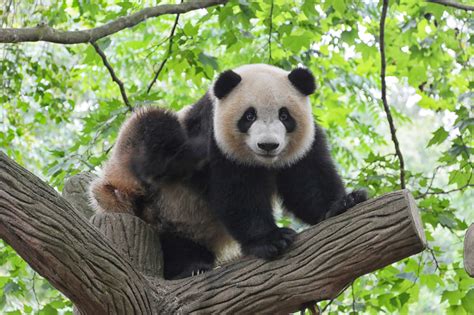 Giant Panda Wild Animals In Wild Lands
