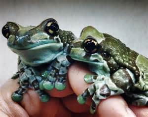 Amazon Milk Frogs (Captive Bred) Trachycephalus resinifictrix 