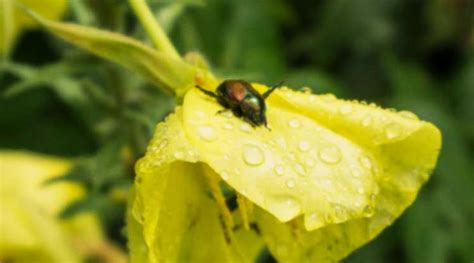 How To Control Japanese Beetles Organically Tyrant Farms