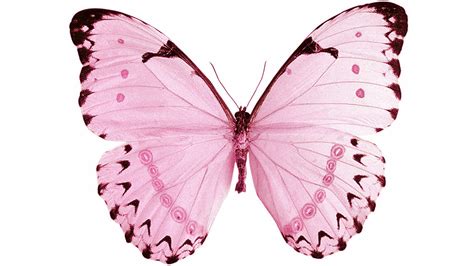 Pink Butterfly In White Background Hd Pink Butterfly Wallpapers Hd