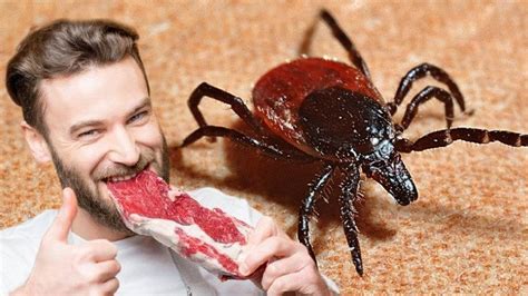 Ticks Can Cause Red Meat Allergy Technopixel
