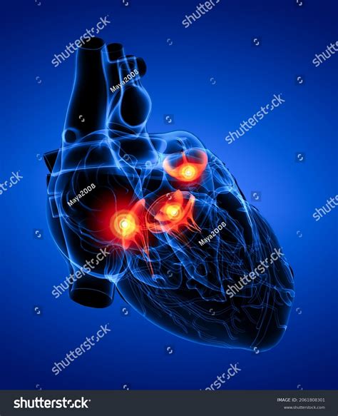3d Rendering Heart Valve Stock Illustration 2061808301 Shutterstock