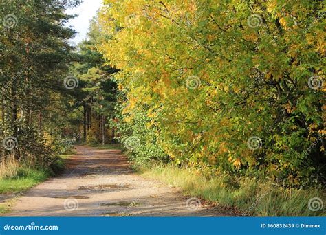 A Yellowing Tree And A Sandy Forest Road Stock Image Image Of