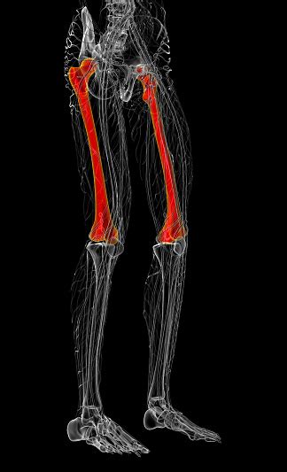 3d Render Medical Illustration Of The Femur Bone Stock Photo Download