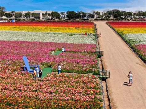 Aerial View Of Carlsbad Flower Fields Editorial Photo Image Of Green