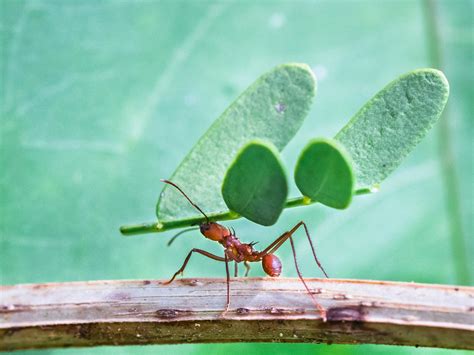 Leaf Cutter Ants Fungus