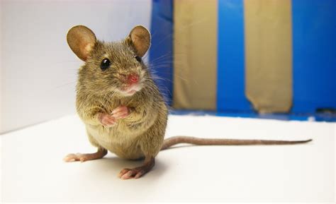 Unravelling The Diversity Of The Wild House Mouse Asia Research News