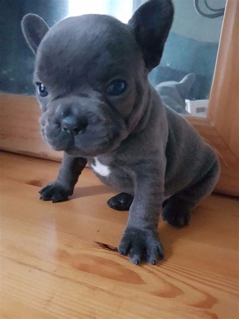 Truly Outstanding Blue French Bulldog Puppies For Sale In Victoria