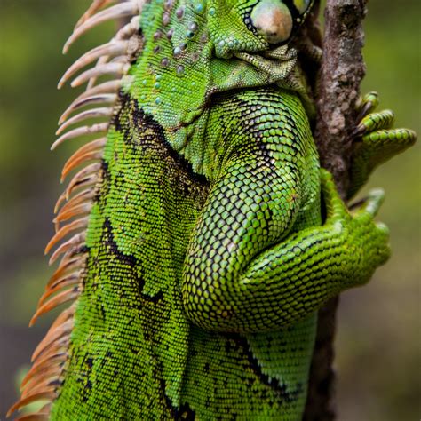 Free Images Wildlife Jungle Botany Arm Iguana Fauna Green