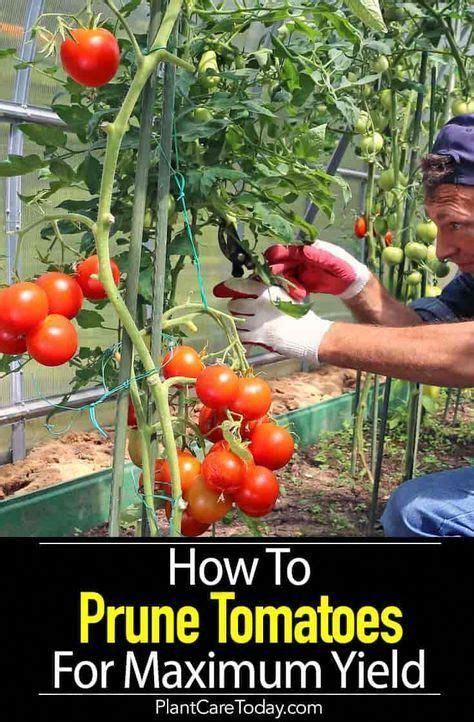 Pruning Tomatoes Top Gardening Magazines Id2322625495 Container