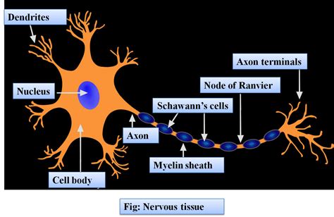 Draw A Labelled Diagram Of A Myelinated Neuron Class Biology Cbse