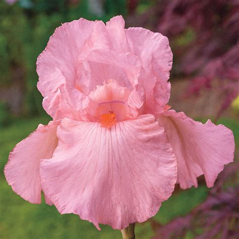 Pink Attraction Reblooming Bearded Iris Brecks