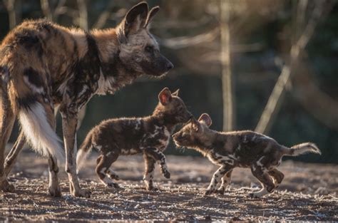 Playful African Painted Dog Pups Make Their Debut Zooborns