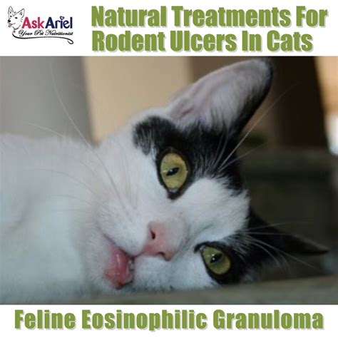 Natural Treatment Feline Asthma And Upper Respiratory Ulcers Natural