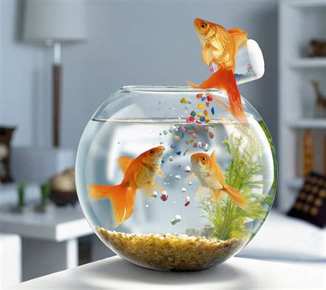 Try our dedicated shopping experience. Fish Care - Care Your Pet Dog Or Cat Online | Plupetstore.Com