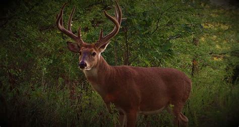 Whitetail Deer Hunting Lodge And Outfitter Pike County Illinois Deer